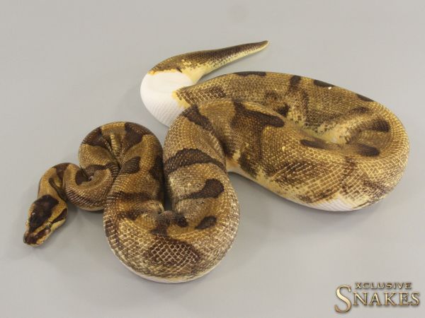 0.1 Super Enchi pos Vanilla Piebald 2021