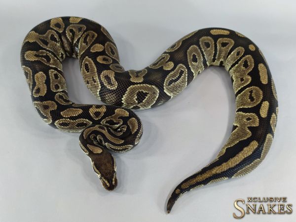 0.1 Het Piebald 2010 (3700g, Follicle 13mm @01/2023)