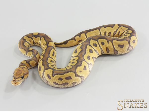 0.1 Hypo Clown het Desert Ghost 2026
