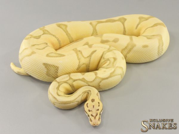 0.1 Enchi Super Pastel Fire Red Stripe Desert Ghost 2021