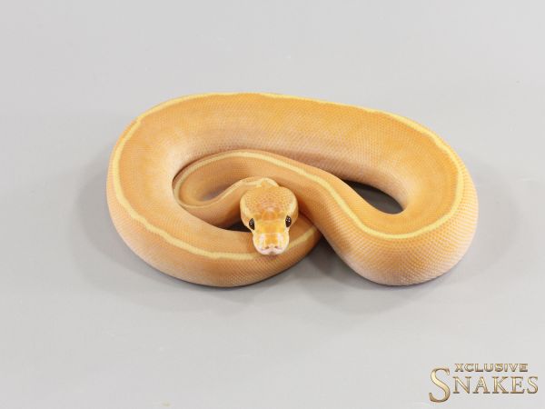 0.1 Banana Pinstripe GHI Super Gravel pos Calico 2026