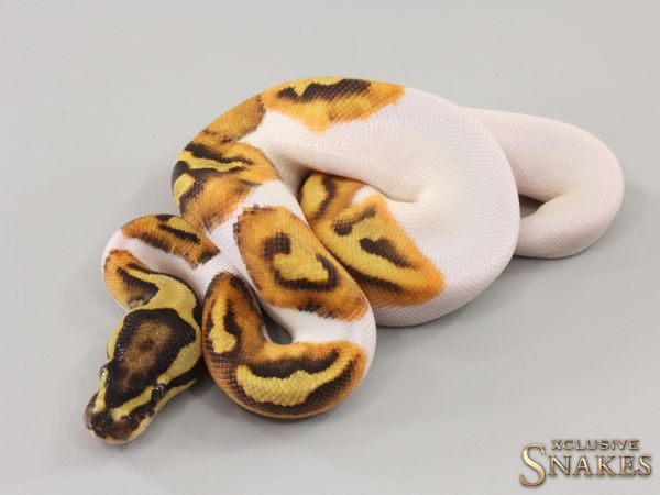 1.0 Enchi Fire Piebald 2023