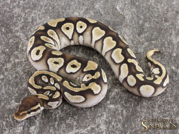 0.1 Mojave Orange Dream het Piebald 50% het Axanthic 2021