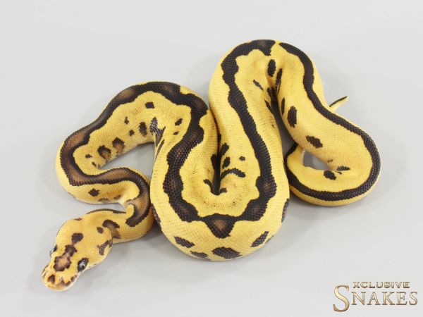 0.1 Lace Fire Leopard Clown double het Hypo Piebald 2026