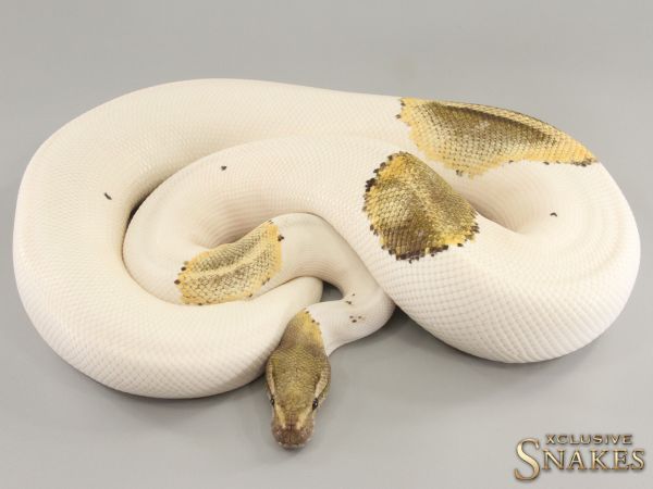 0.1 GHI Fire Yellow Belly Piebald 2019