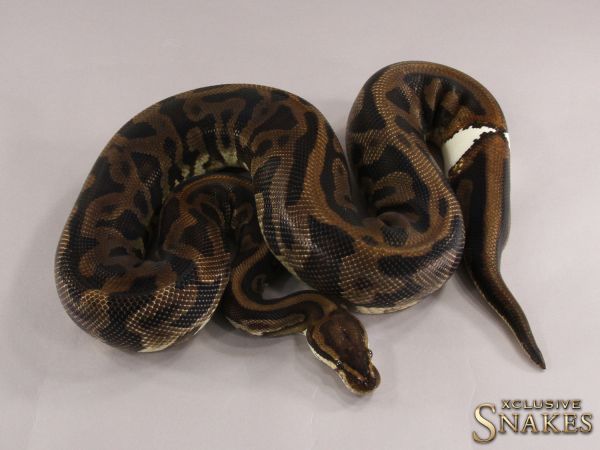 0.1 Leopard Gravel het Piebald 2015