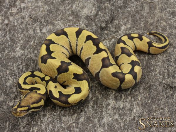 0.1 Enchi Vanilla Desert Ghost 2021