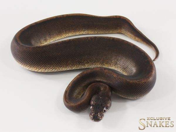 1.0 Super Copper het Piebald 2025