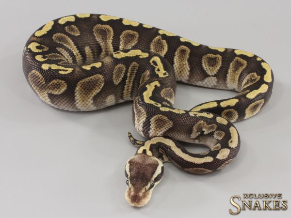 1.0 Pastel GHI Mystic het Black Axanthic 2023