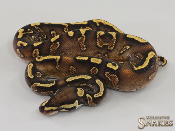 1.0 GHI Yellow Belly Special double het Clown Piebald 2023