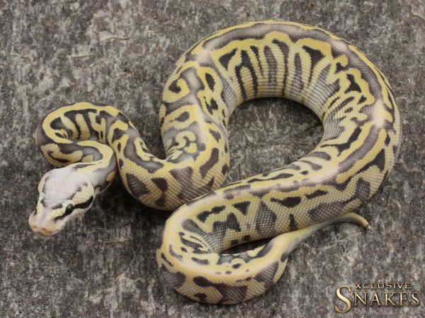 0.1 Super Pastel Leopard Desert Ghost het Clown or het Cryptic 2021