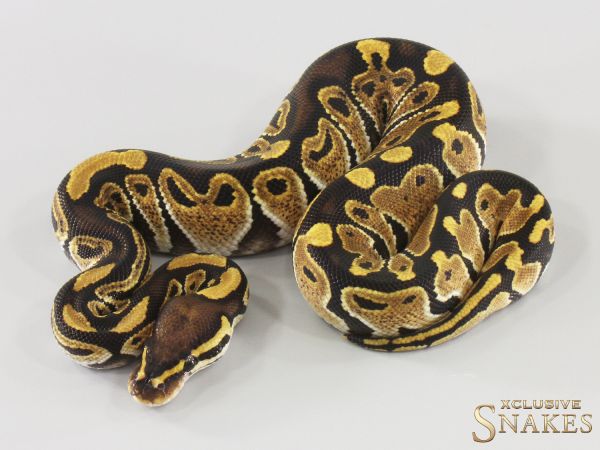 1.0 Lace double het Hypo Clown 2025