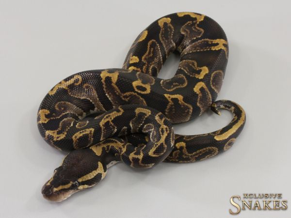 1.0 GHI double het Lavender Albino Piebald 2023