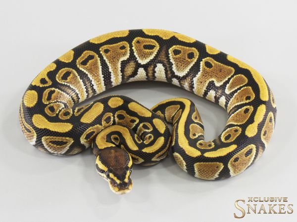 0.1 Lace double het Hypo Clown 2026