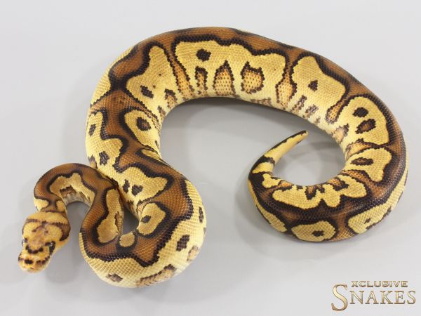 1.0 Vanilla Yellow Belly Clown double het Desert Ghost Piebald 2026