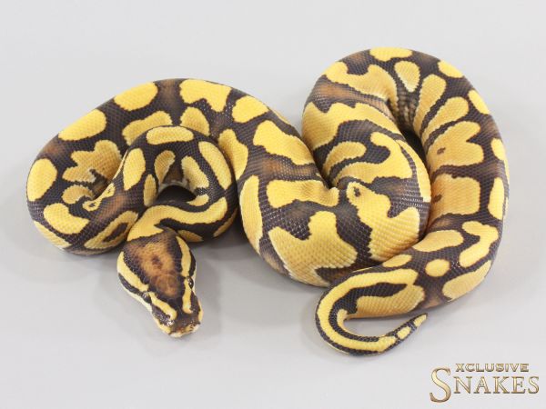 1.0 Enchi Special Gravel Desert Ghost het Clown 2026