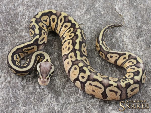 0.1 Super Pastel Special het Desert Ghost het Clown or het Cryptic 2021