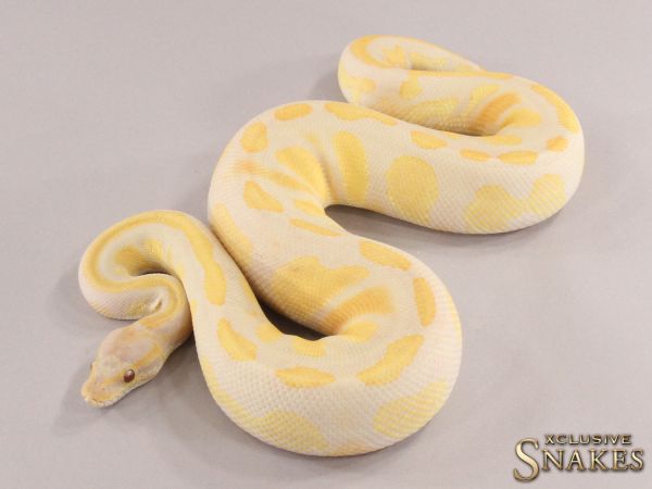 1.0 Black Head Lavender het Piebald 2021