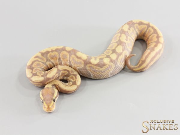 1.0 Banana GHI Desert Ghost (FMaker) 2026