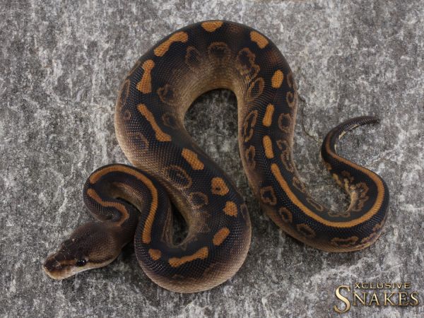 0.1 Black Head Mojave Desert Ghost 2021