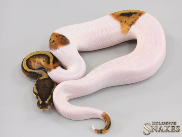 1.0 Piebald double het Hypo Desert Ghost 2023