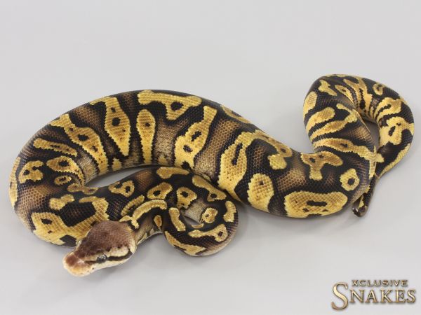 0.1 Pastel Wookie Gravel double het Desert Ghost Clown 2023