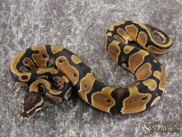 1.0 Orange Dream het Piebald 50% het Clown 2021