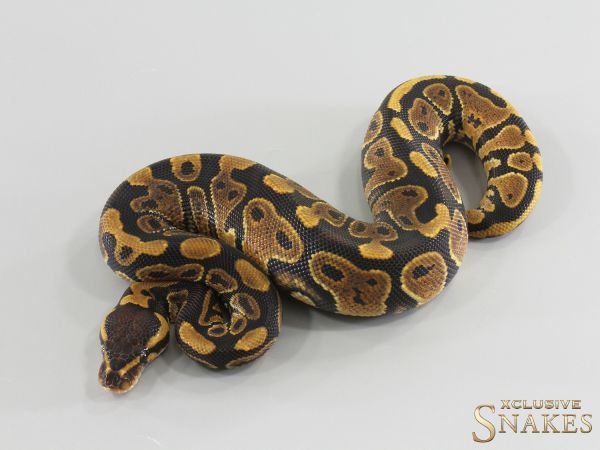 0.1 NR Mandarin double het Hypo Clown 2026
