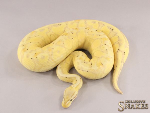 1.0 Pastel Banana Red Stripe het Desert Ghost 2021 (Female Maker)