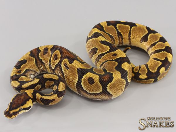 1.0 Enchi Yellow Belly double het Ultramel Clown 2023