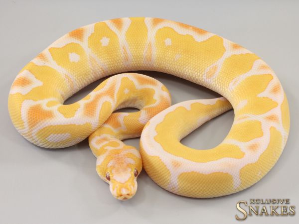 1.0 Lavender Clown het Piebald 2023