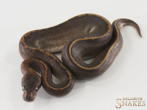 0.1 Super Copper het Piebald 2025