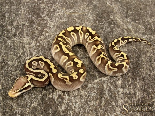 1.0 Pastel Leopard Mojave GHI 66% het Clown 2019