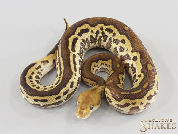 1.0 Mojave Leopard Clown het Piebald 2026