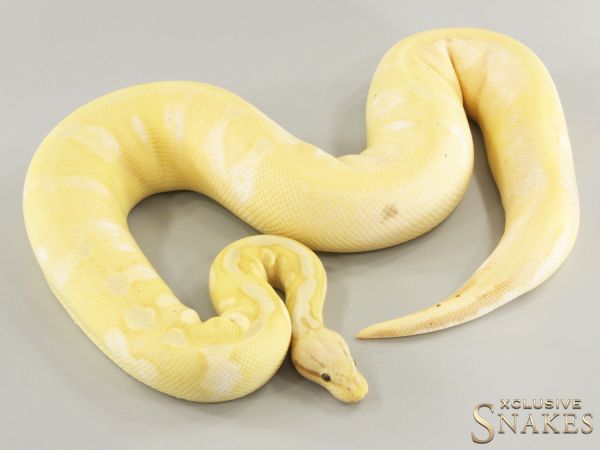 0.1 Banana Sugar Pastel double het Clown Piebald 2022 (1570g @03/2024)