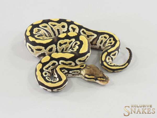 0.1 Bongo Desert Ghost het Clown 2026