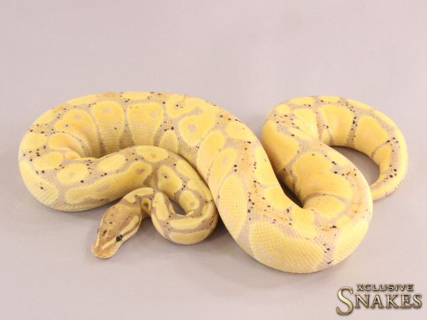 0.1 Banana het Desert Ghost 2021 (950g @4/2023)