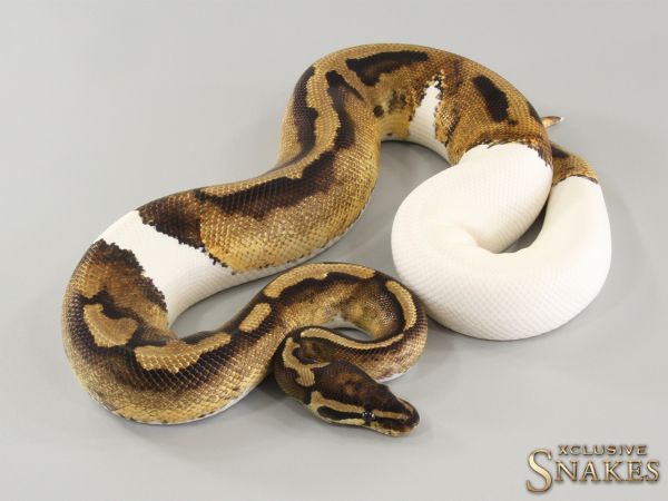 0.1 Piebald het Lavender 2021 (1070g @03/2024)