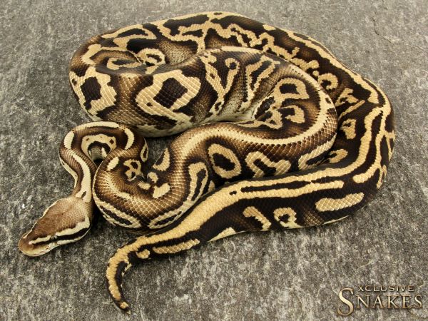 1.0 Pastel Phantom Leopard het Clown 2017 (1140g@02/21)