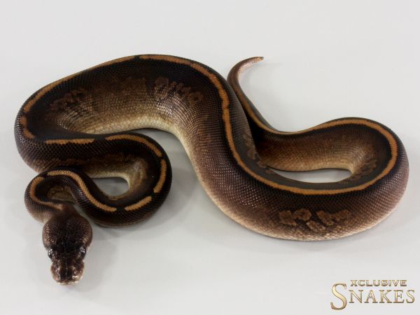 1.0 Copper Cinnamon Yellow Belly het Piebald 2025