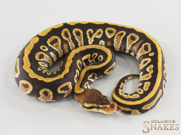 0.1 Cypress Gravel double het Ultramel Clown 2026