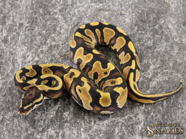 1.0 Orange Dream Yellow Belly het Piebald 50% het Clown 2021