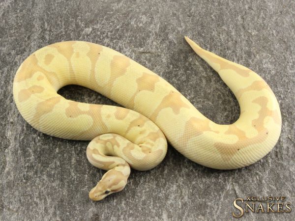 1.0 Banana Enchi Fire het Piebald (Female Maker) 2018 (1000g@02/21)