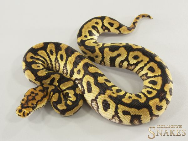 0.1 Spotnose Clown 2025
