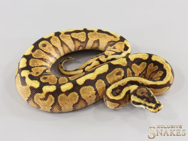 0.1 Enchi Red Stripe Gravel Spotnose het Clown 2026