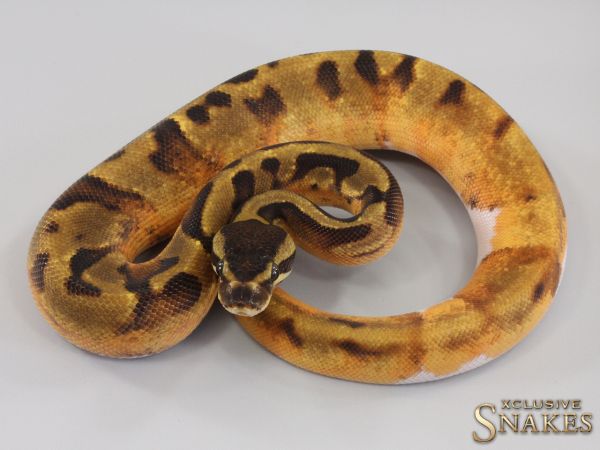 0.1 Enchi Piebald het Lavender 2023