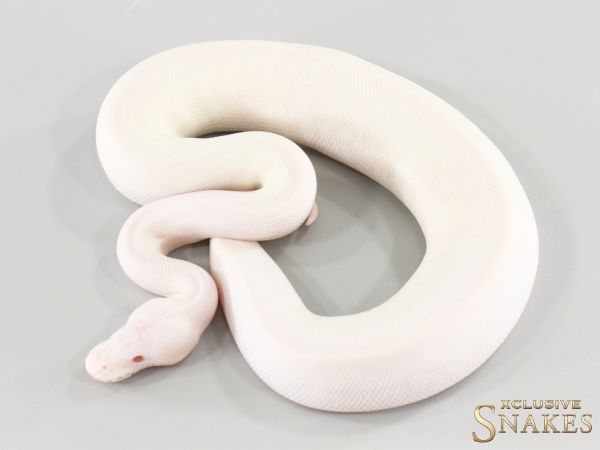 0.1 Red Eyed Leucistic (Lucy) 2026