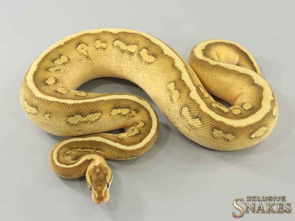 0.1 Gravel Wookie Black Pastel Lesser pos Spotnose het Clown 2022 (1950g @03/2024)