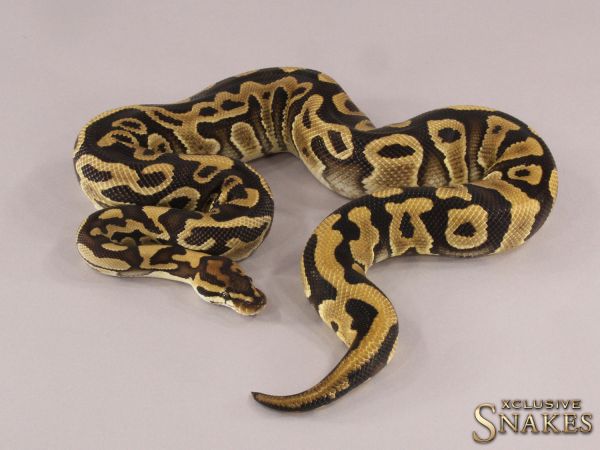 1.0 Leopard Special het Clown 2021 (750g @12.2022)