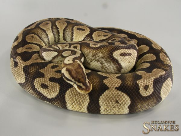 0.1 Pastel double het Clown Desert Ghost 2017 *FOR SALE AFTER EGGLAYING*